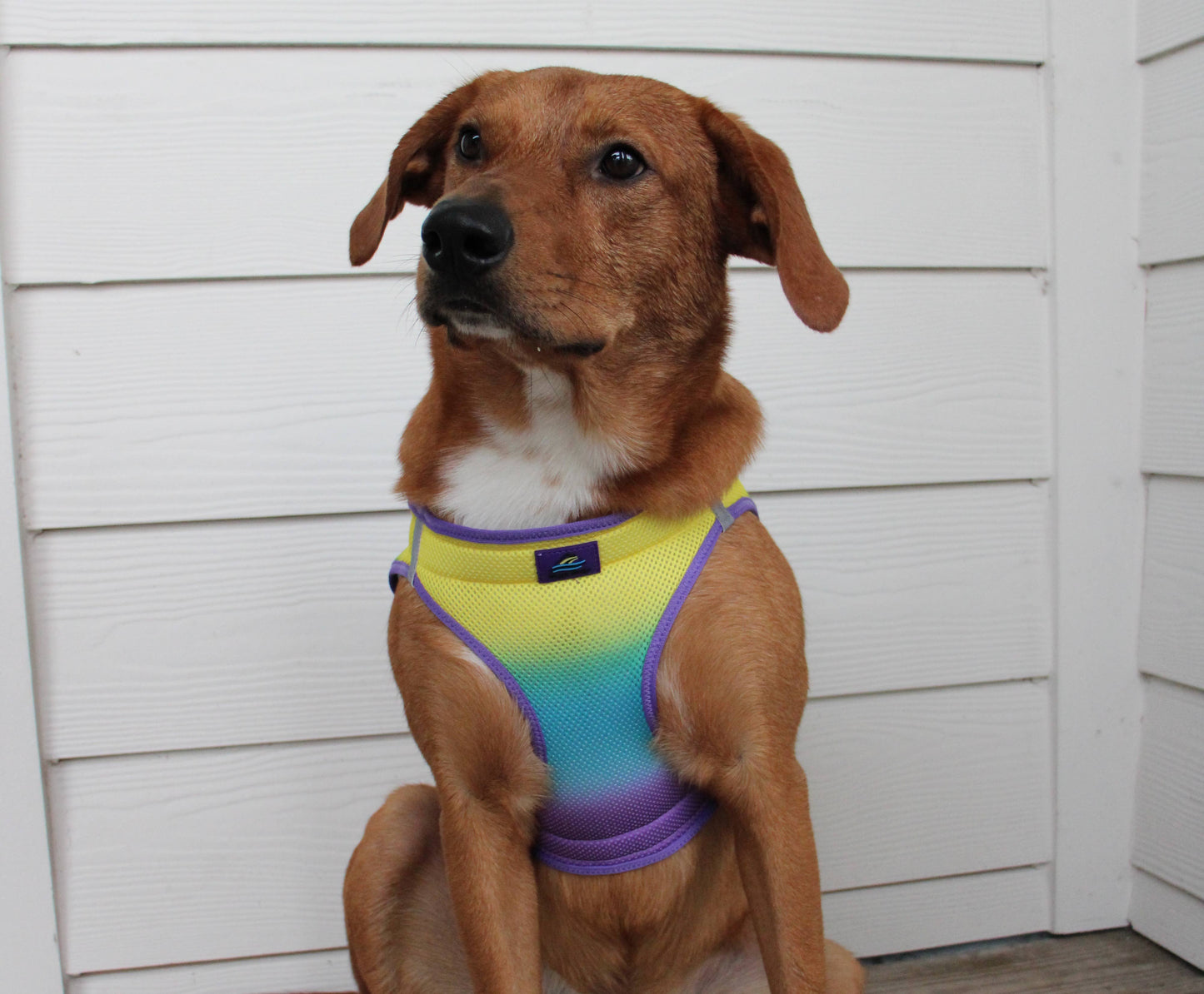 American River Ombre Dog Harness - Lemonberry Ice