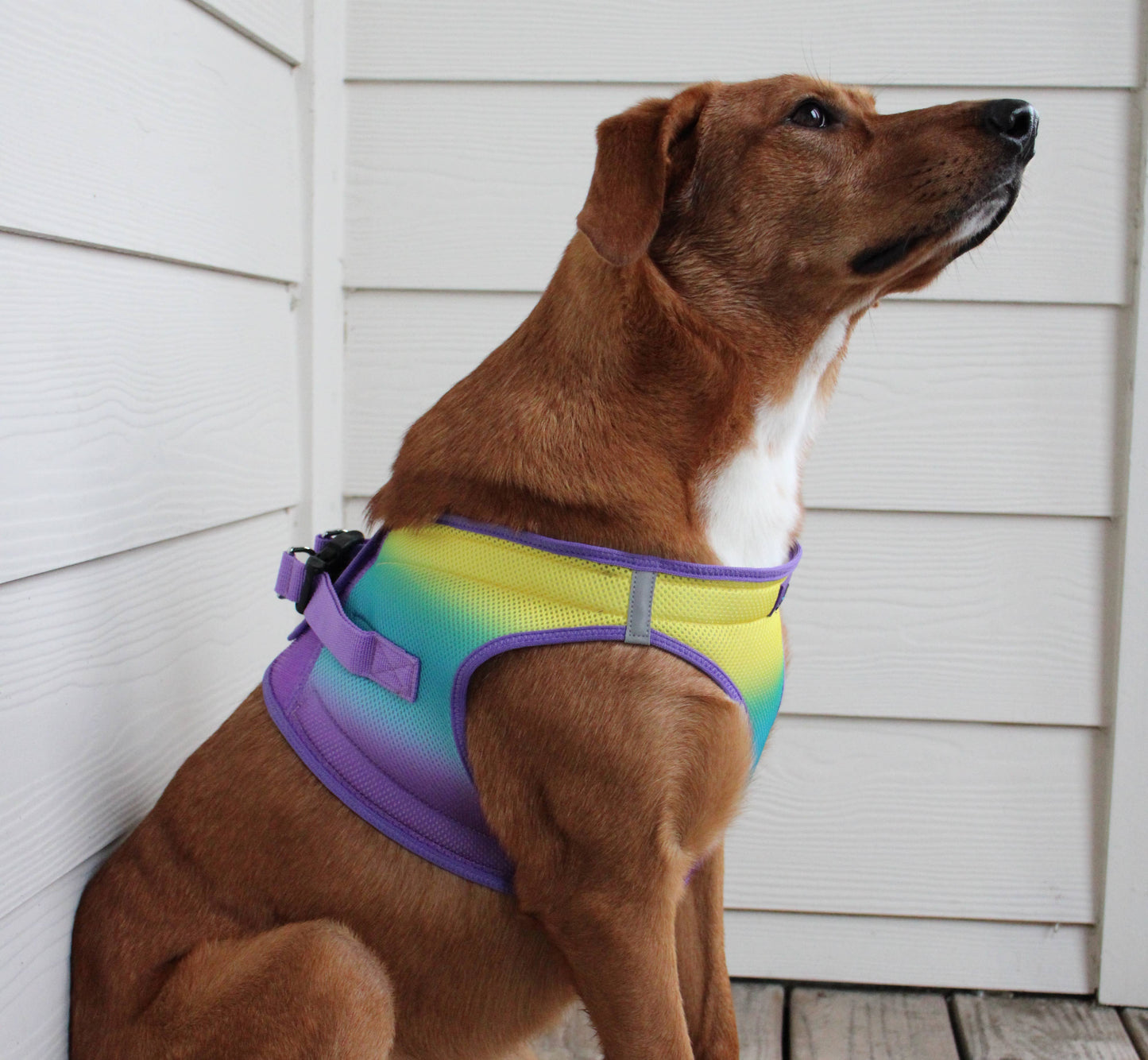 American River Ombre Dog Harness - Lemonberry Ice